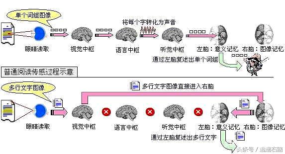 “眼脑直映”的快速阅读，才是真正的“看书”