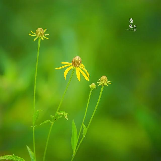 心态不好，你将永远是个弱者！