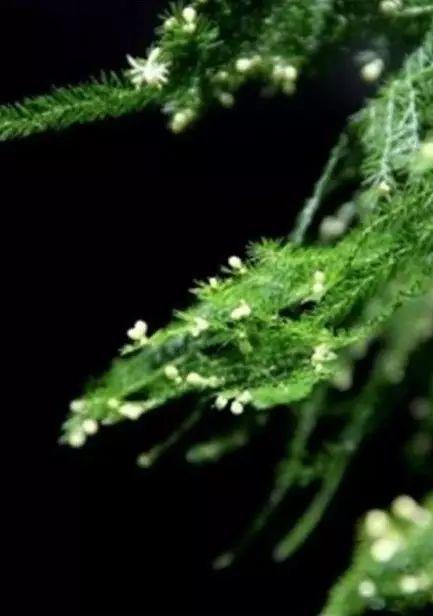 笑问人间谁是客！（深度好文）