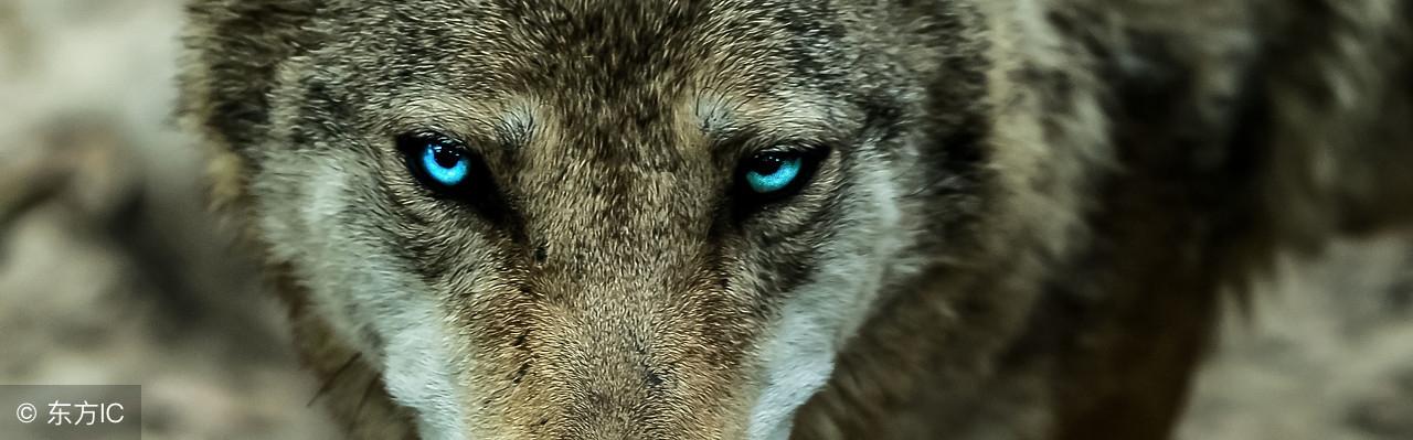 狼的10大处事哲学，读懂了，受用一生！