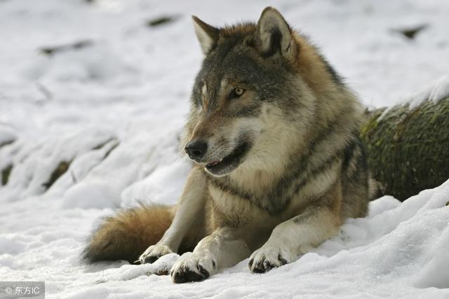 狼的10大处事哲学，读懂了，受用一生！