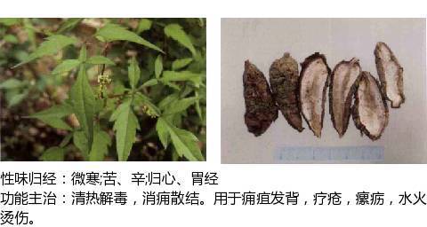 史上最全中药图鉴,500多种中草药及主治功效！（收藏）