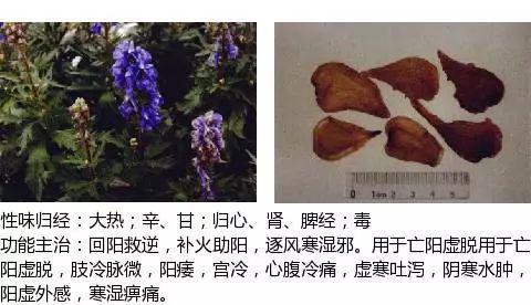史上最全中药图鉴,500多种中草药及主治功效！（收藏）