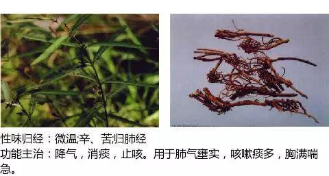 史上最全中药图鉴,500多种中草药及主治功效！（收藏）